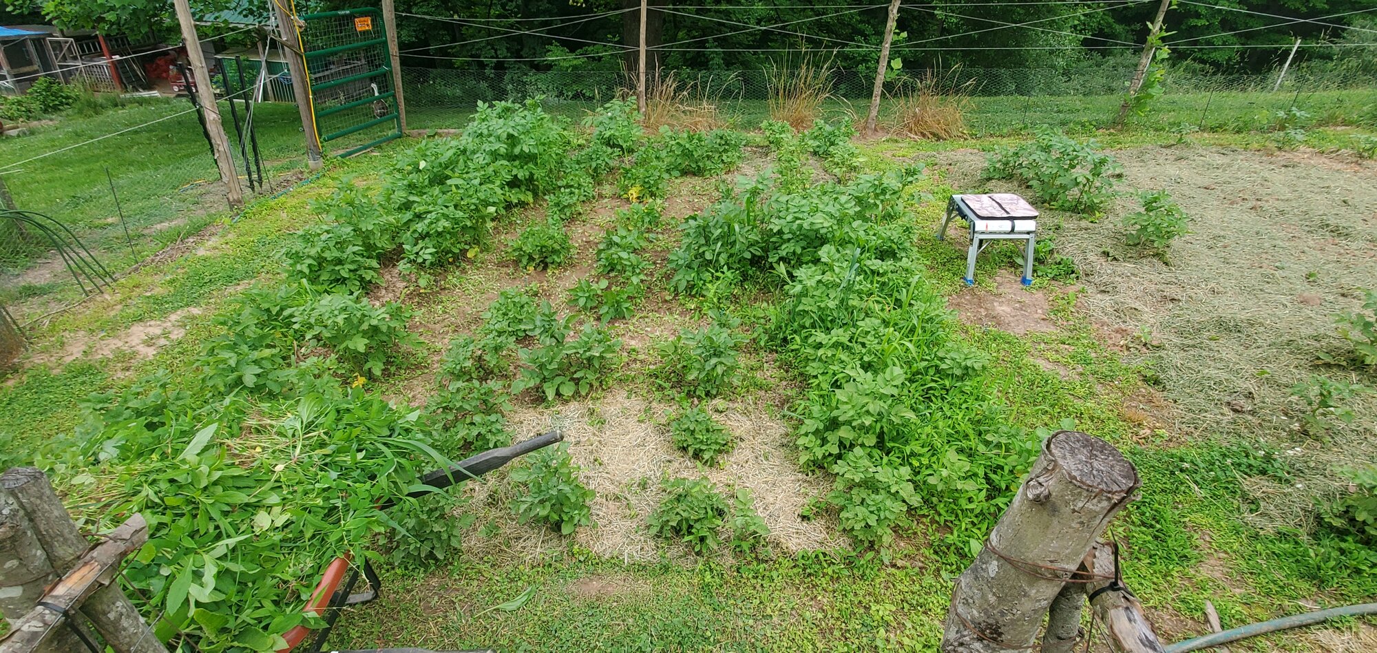 Potato patch after partial weeding