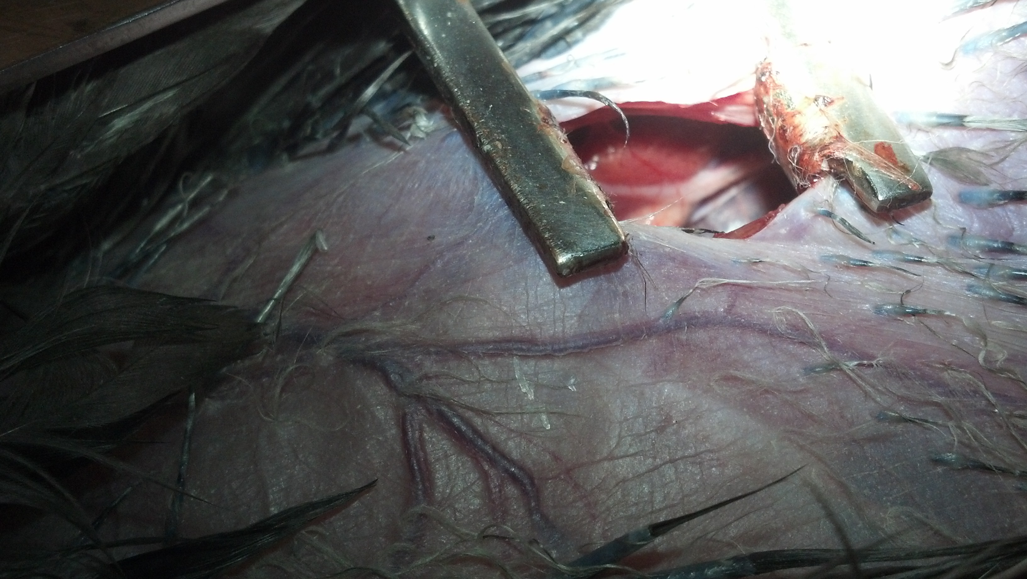 Poulardizing..the white string-like structure to the right is the oviduct