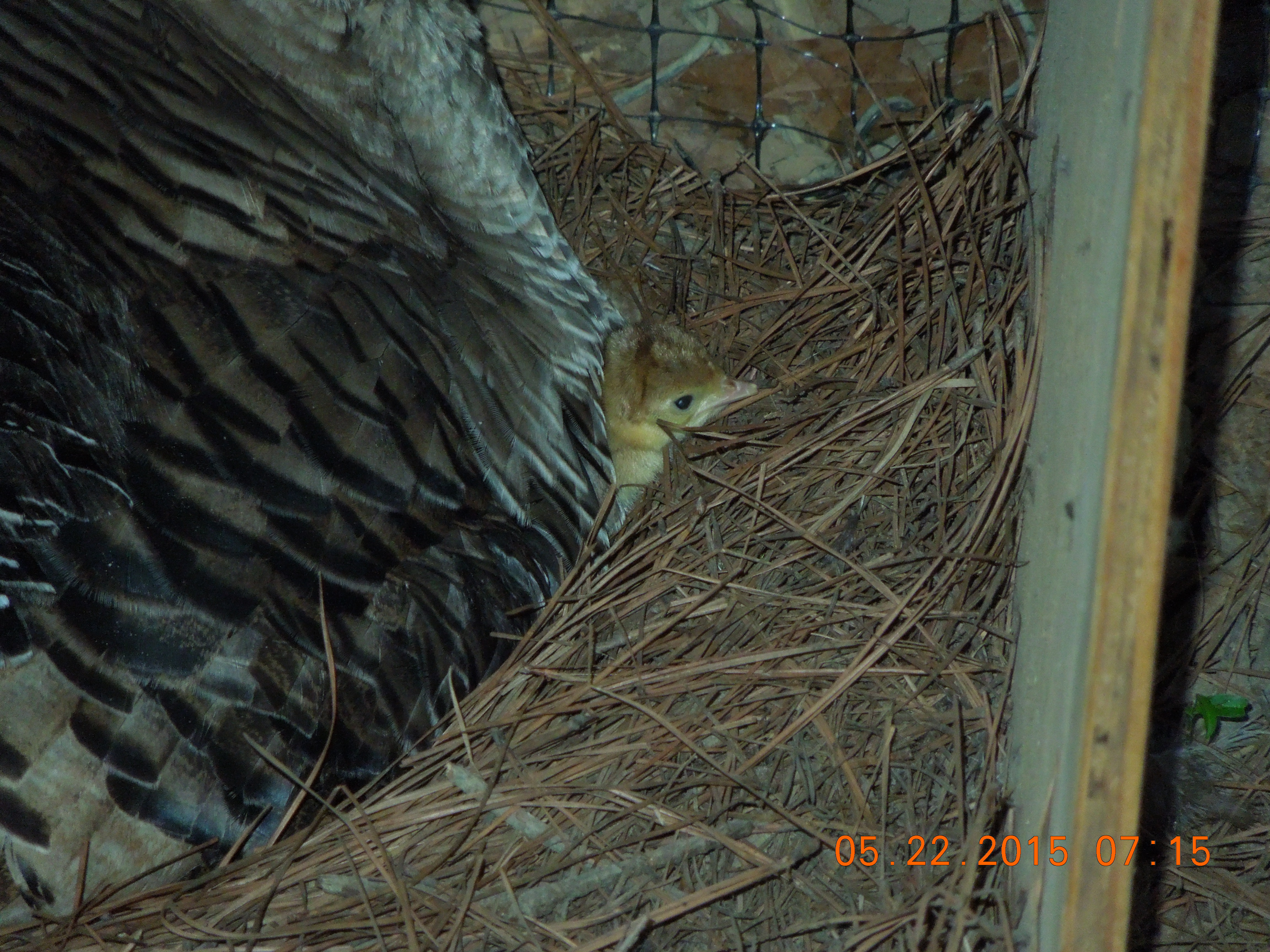 Poult claiming Maura for Mom