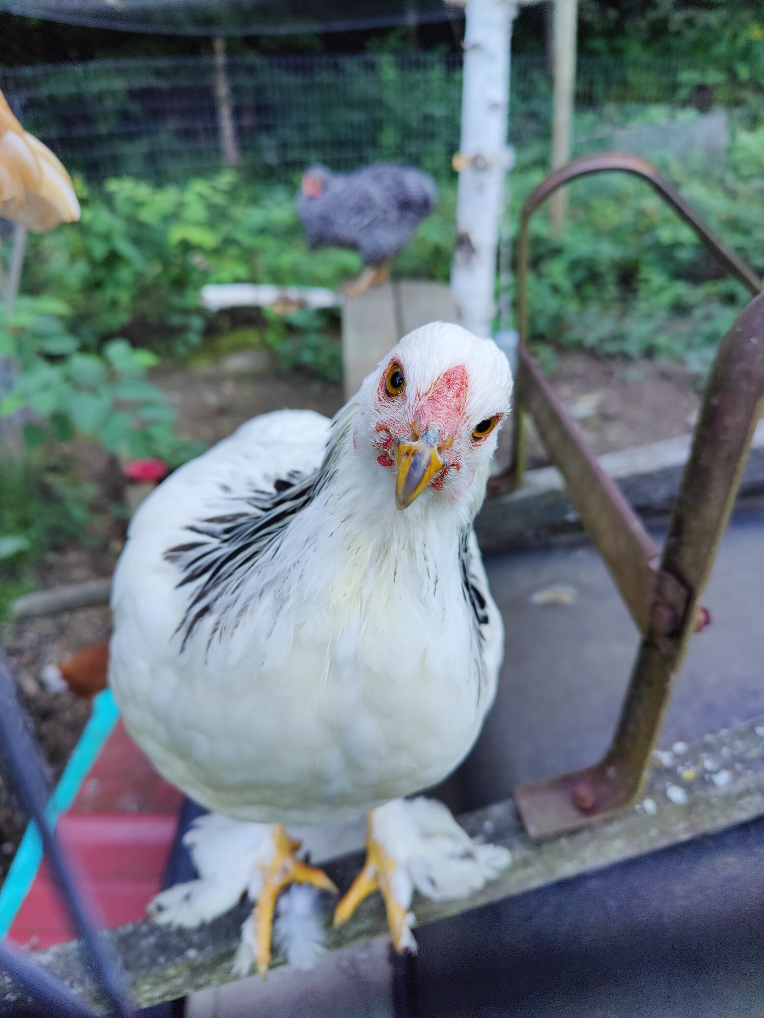 Poultry and Pals Photo Contest 23.jpg