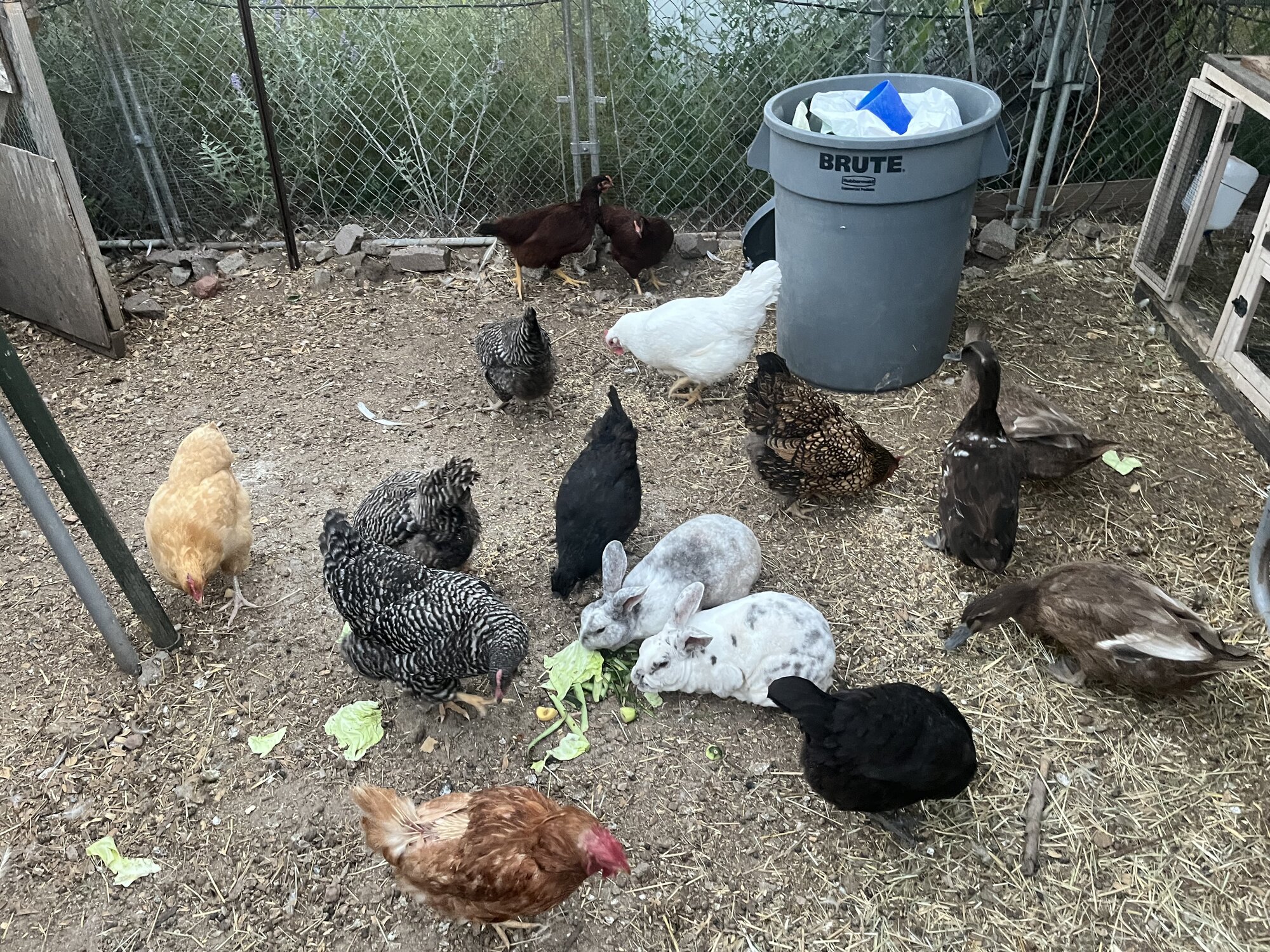 Poultry and Pals Photo Contest 37.jpg