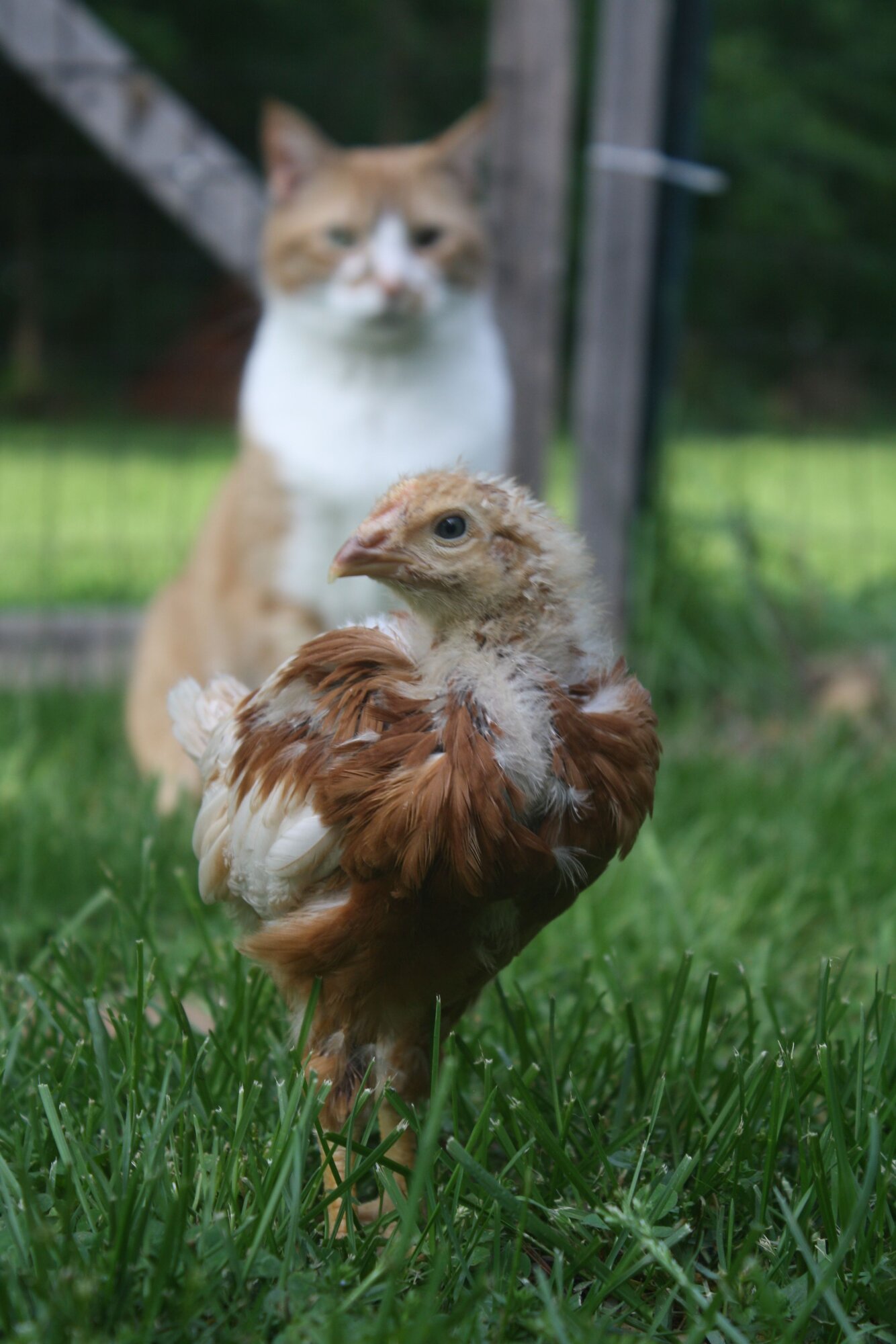Poultry and Pals Photo Contest 39.jpg