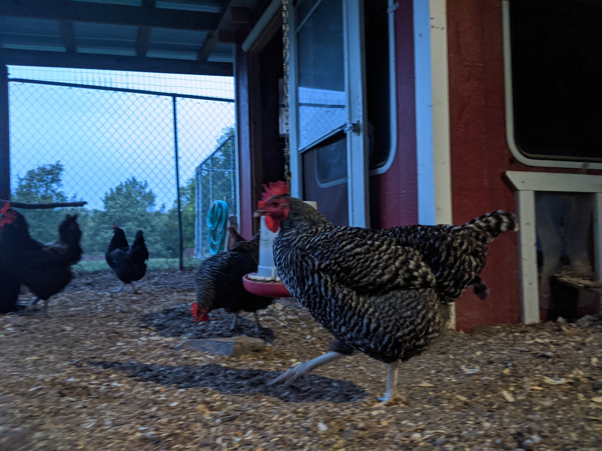 "poultry in motion'