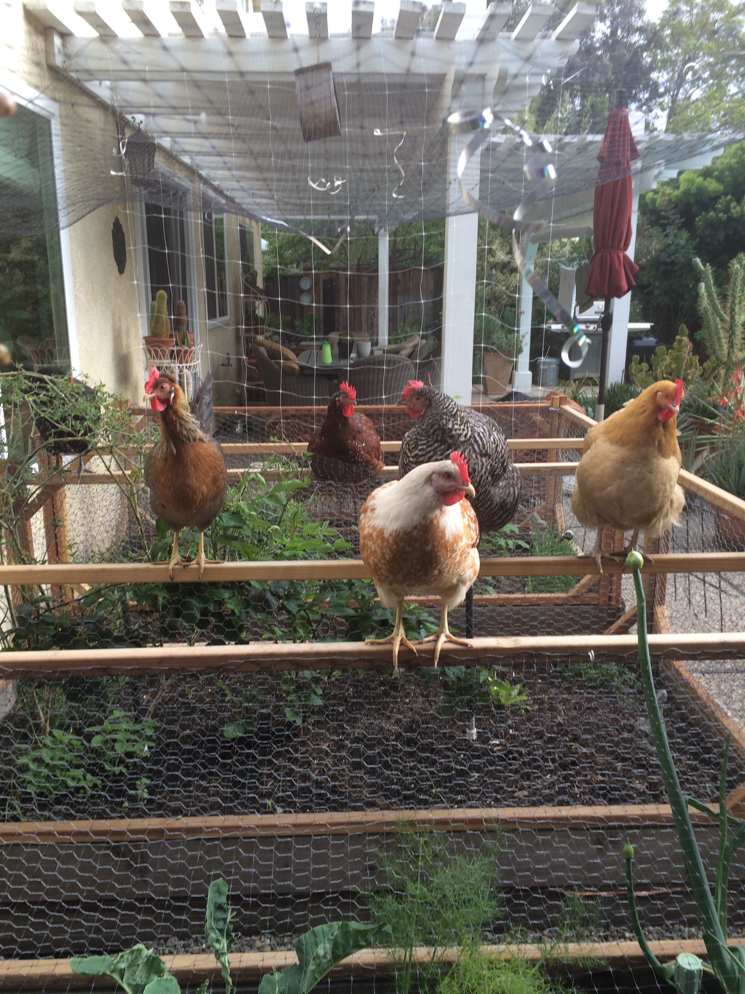 Poultry jungle gym.