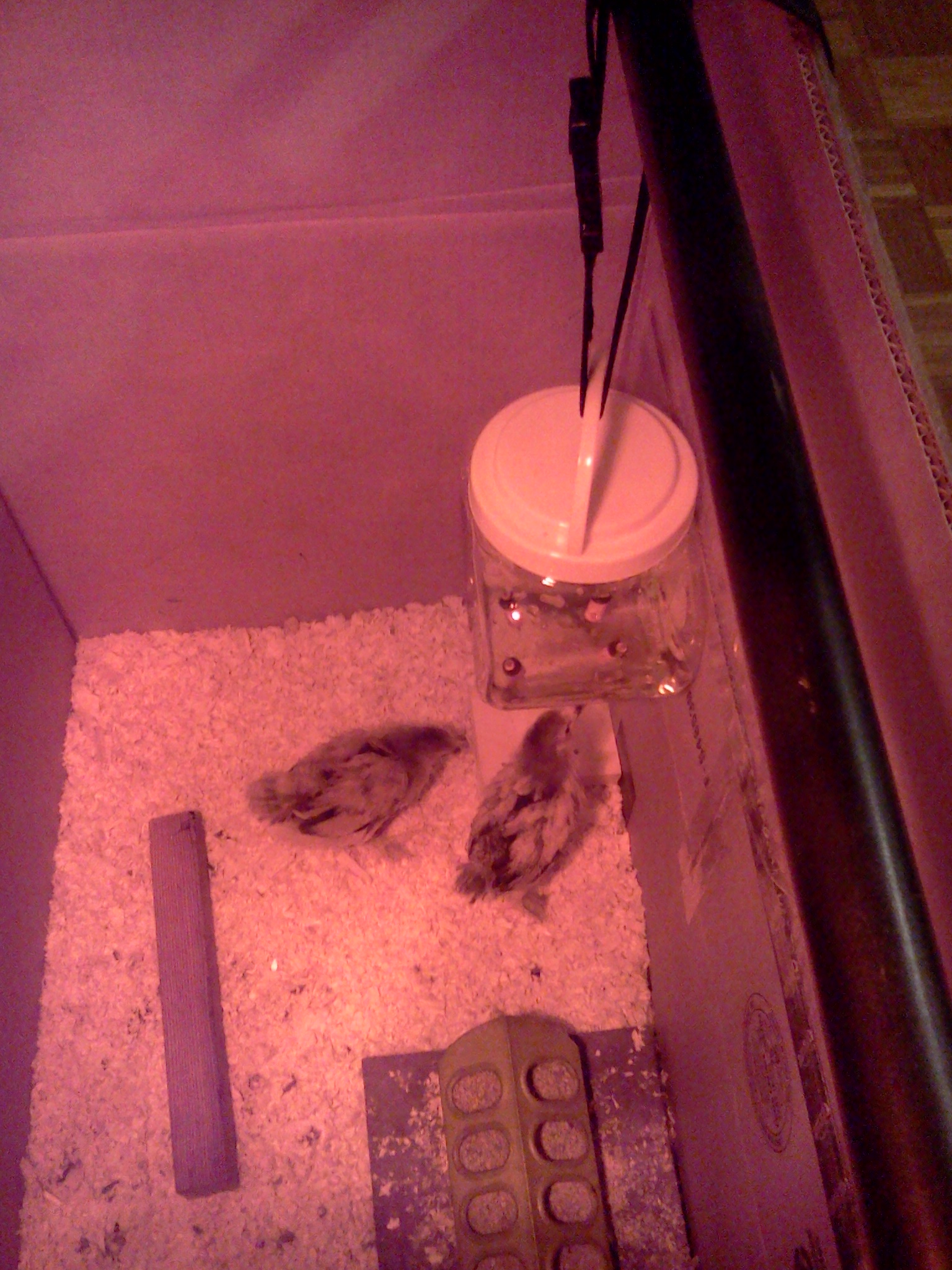 Poultry nipple experiment.  Buff Brahma Bantams at 23 days old.