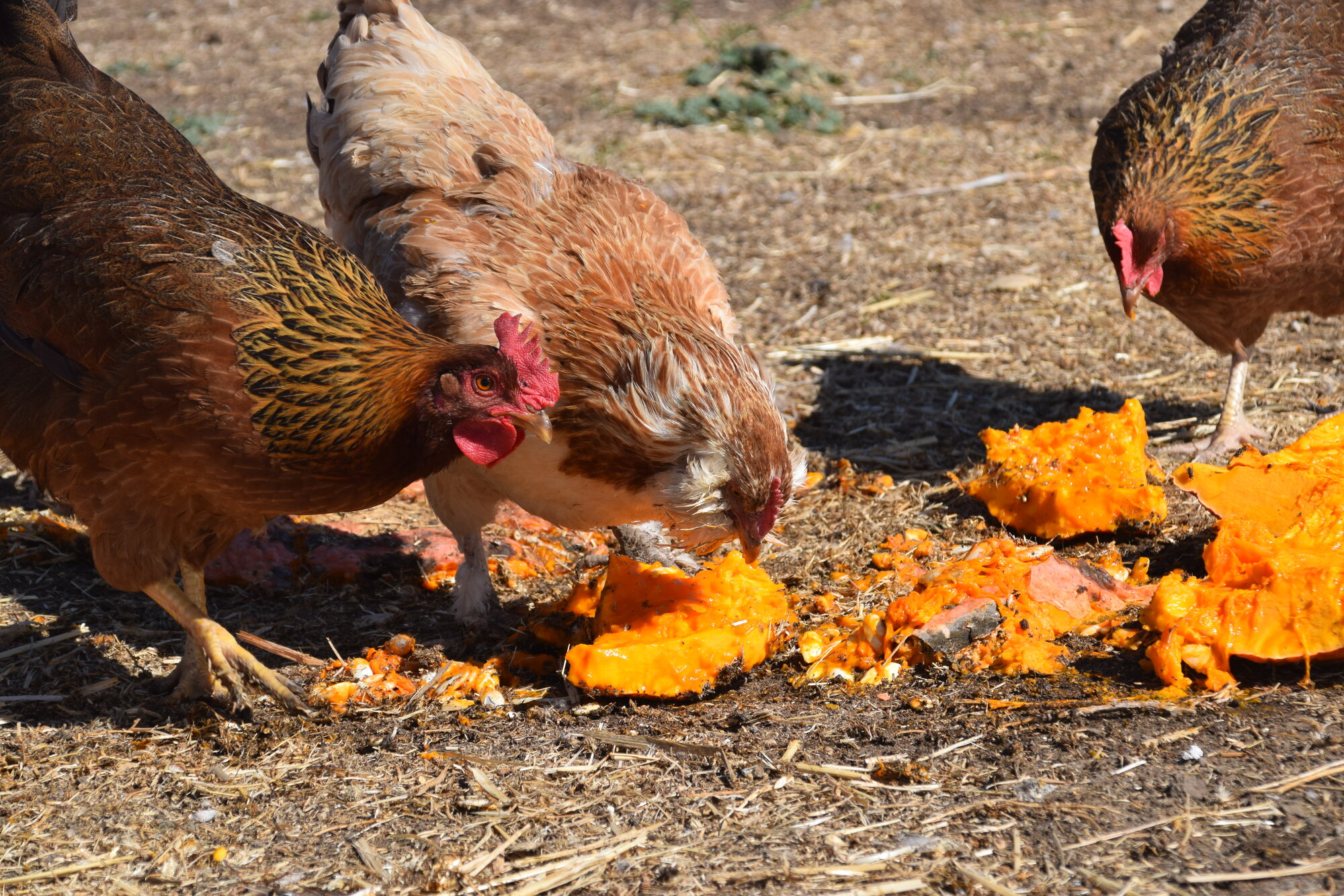 Poultry Pecking Pumpkins Photo Contest 1.jpg
