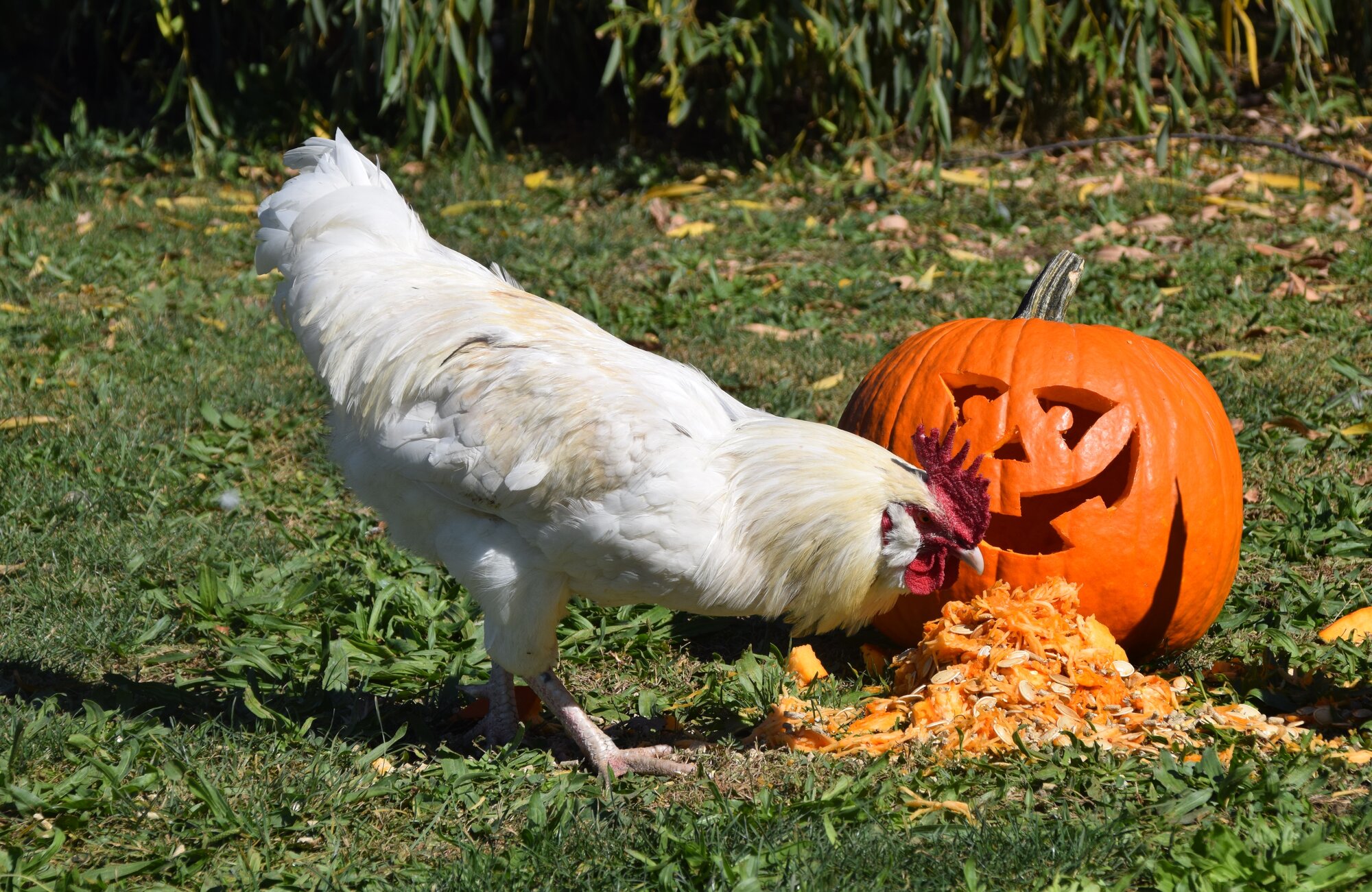 Poultry Pecking Pumpkins Photo Contest 2.jpg