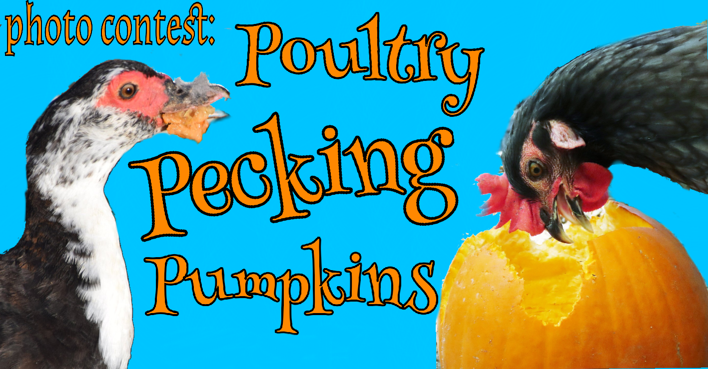 Poultry Pecking Pumpkins v2.png