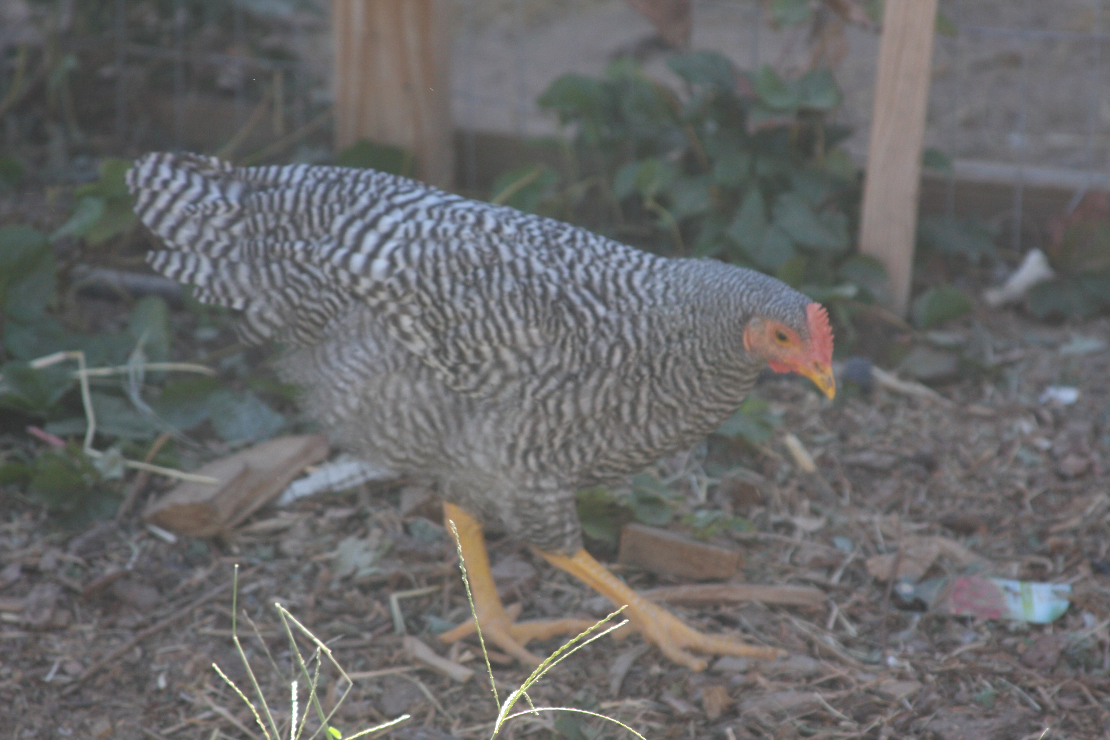 Poultry physical therapy works.  I guess my RN training came in useful after  all.