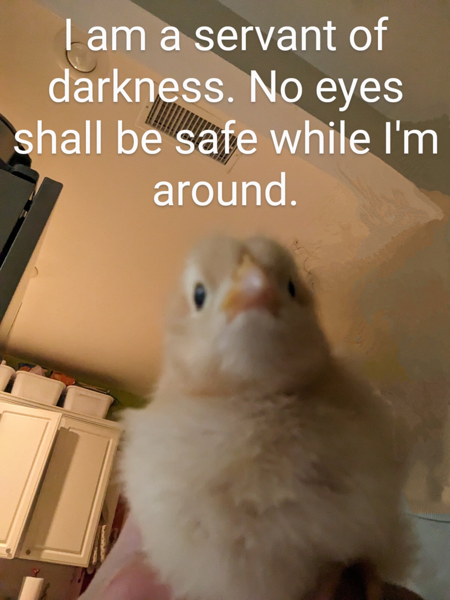 Poultry Shaming 232.jpg