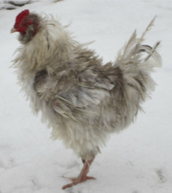 Poultry Shaming 236.png