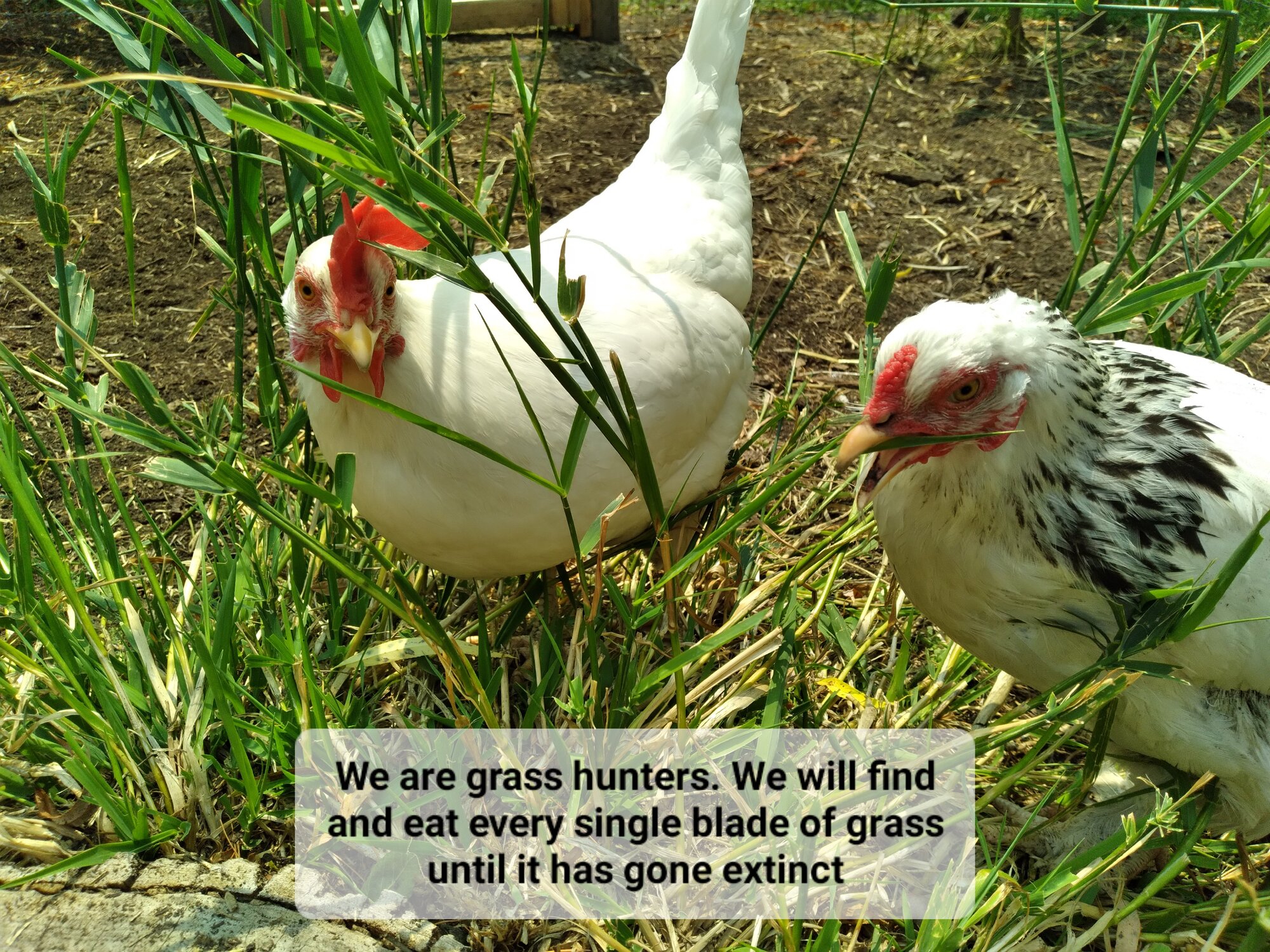 Poultry Shaming 237.jpg