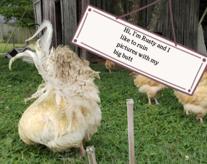 Poultry Shaming 239.png