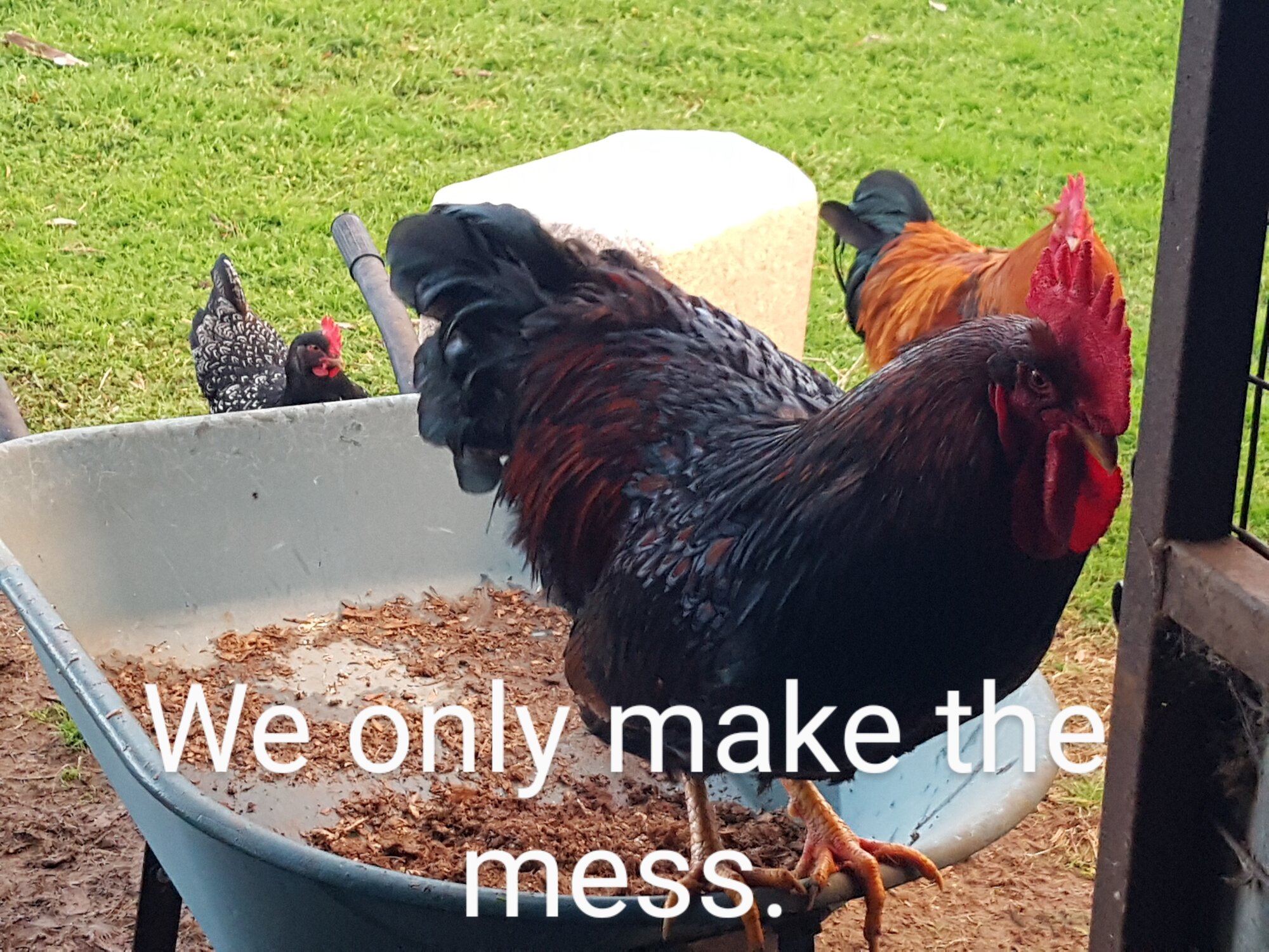 Poultry Shaming 245.jpg