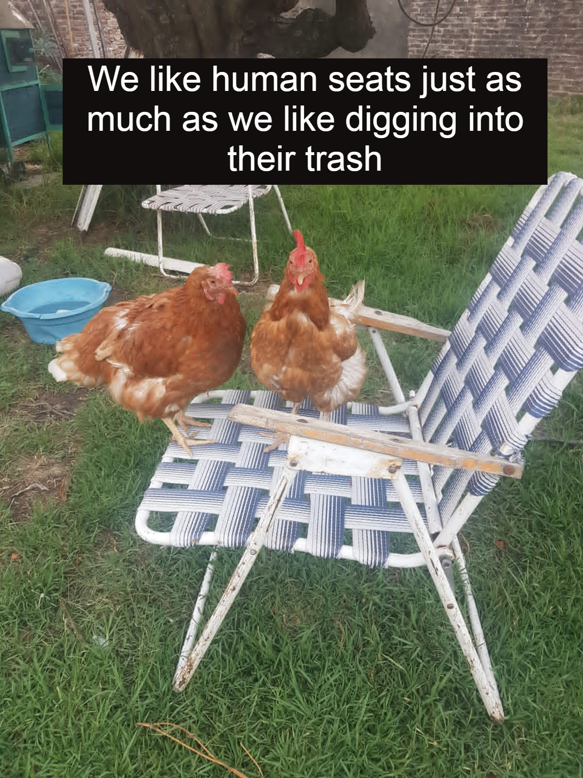 Poultry Shaming 249.jpg