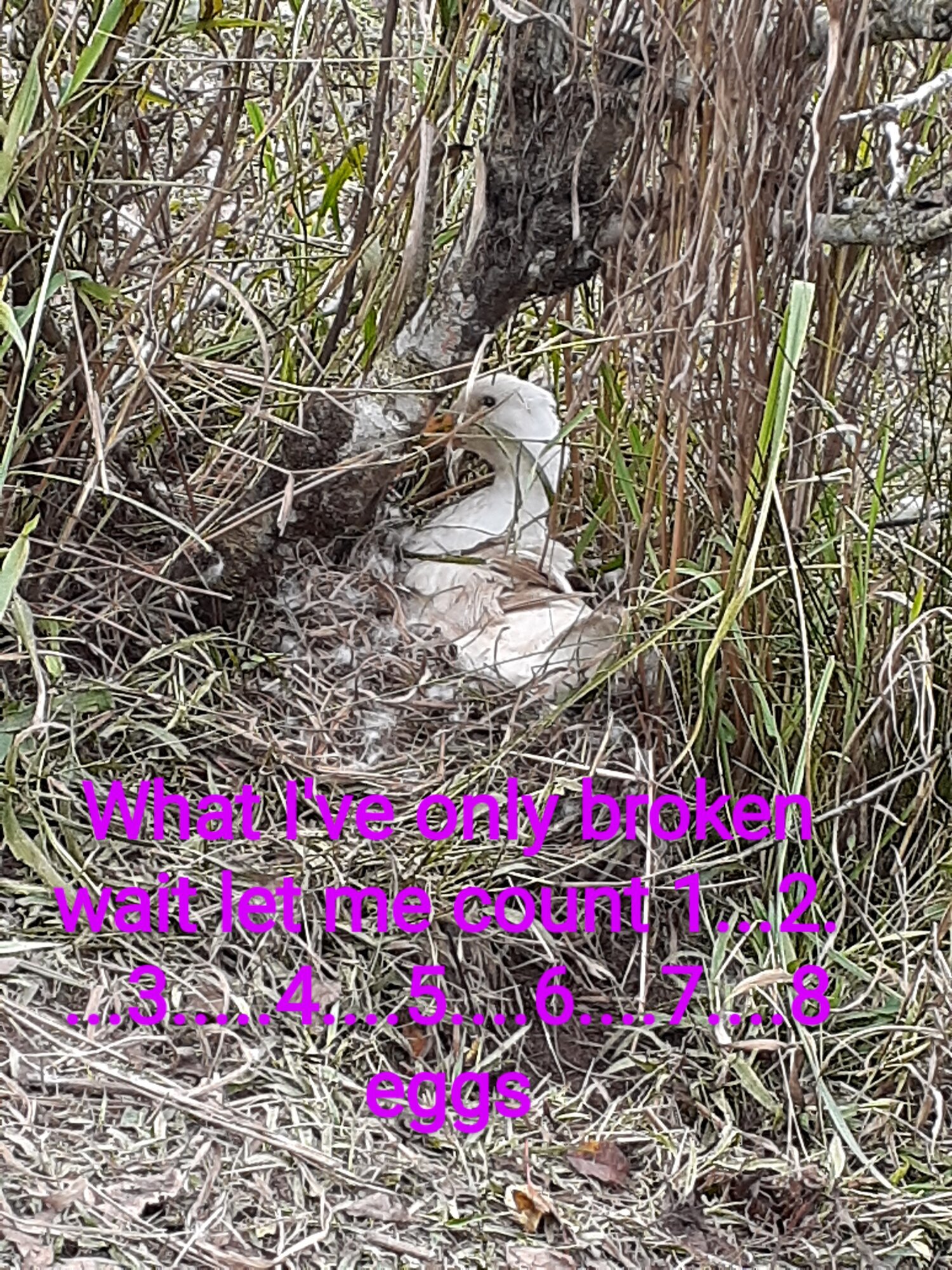 Poultry Shaming 250.jpg