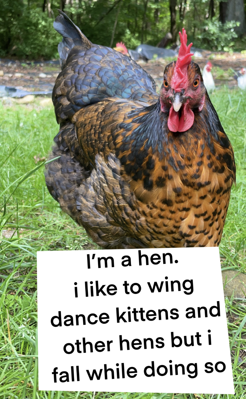 Poultry Shaming 251.jpg