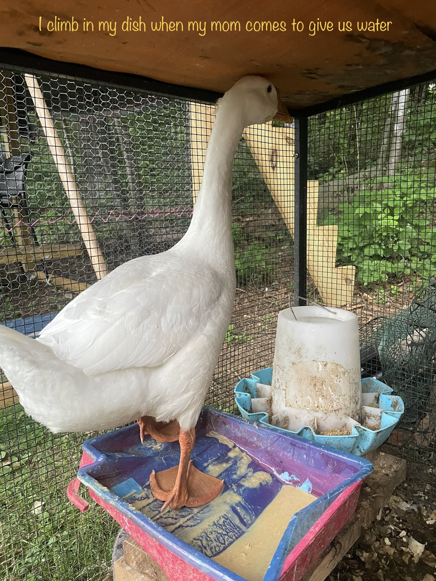 Poultry Shaming 252.jpg