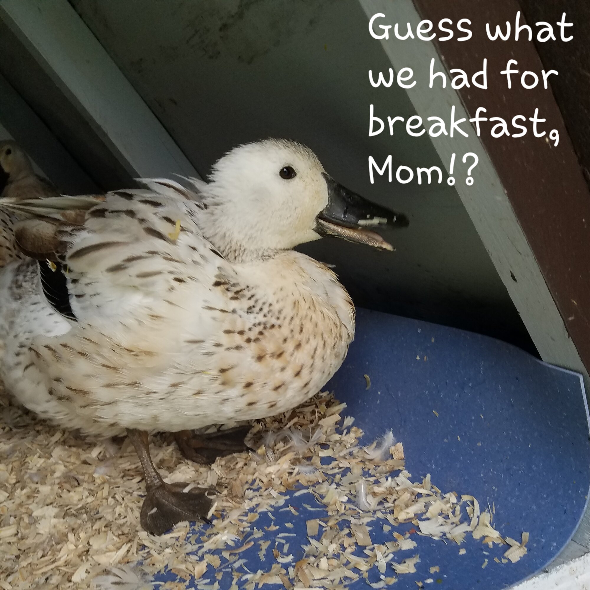 Poultry Shaming 254.jpg