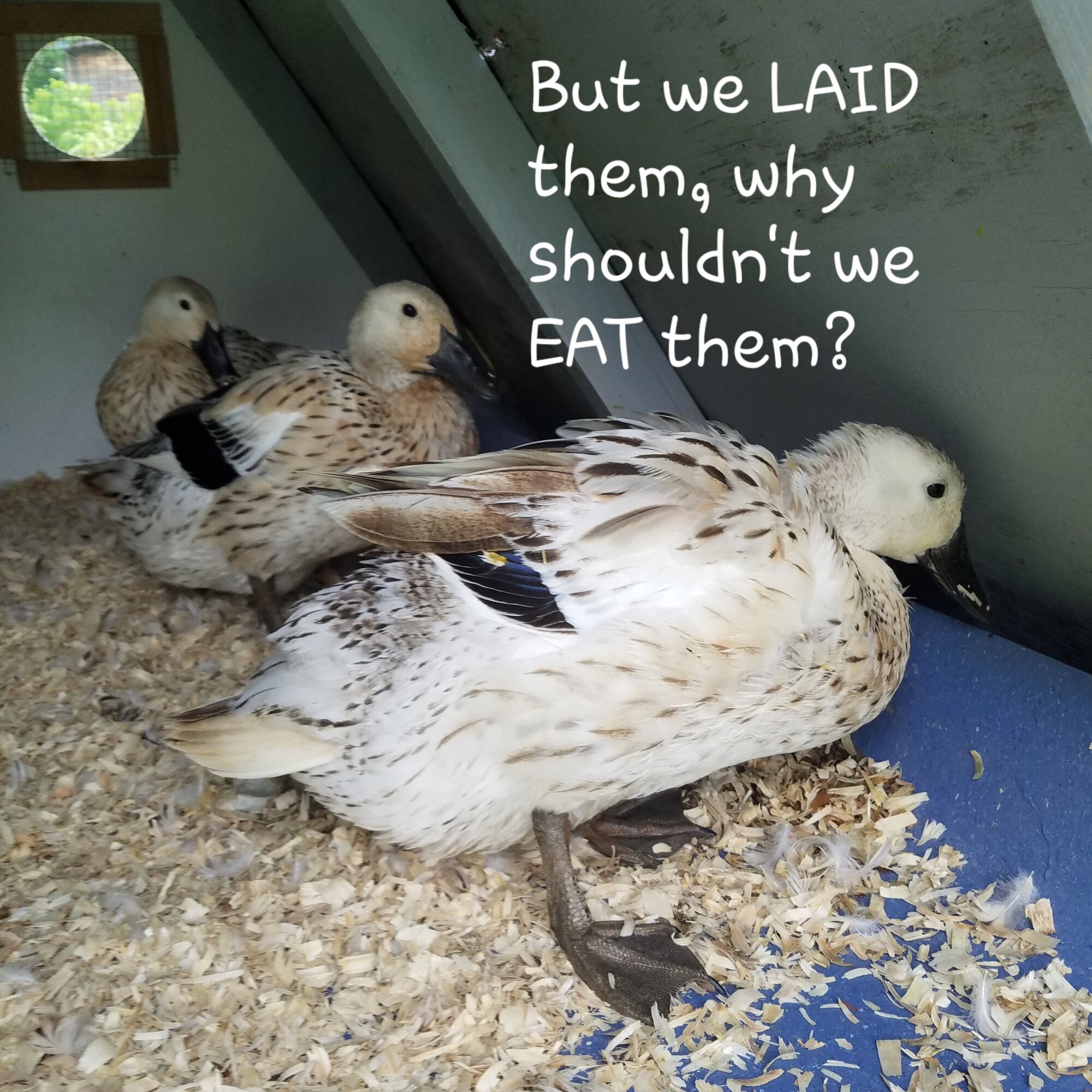 Poultry Shaming 255.jpg