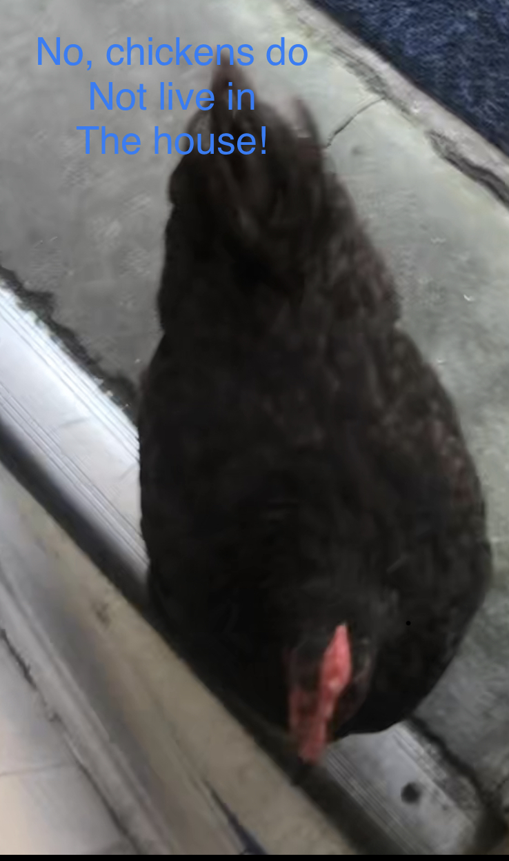 Poultry Shaming 256.jpg