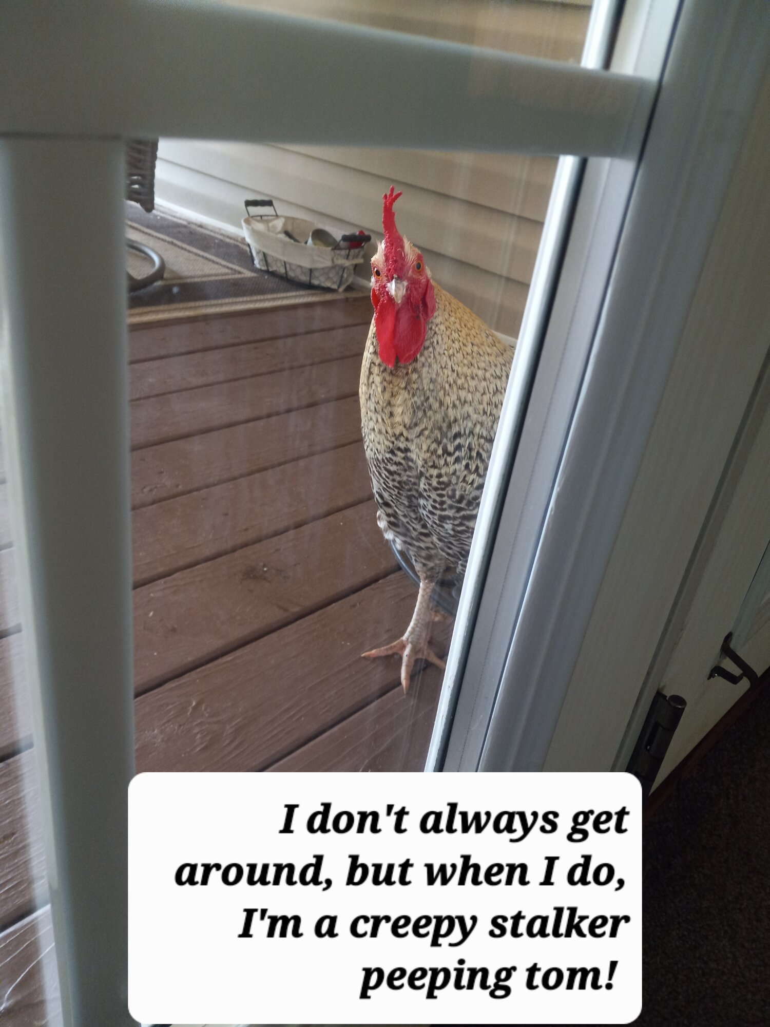 Poultry Shaming 258.jpg