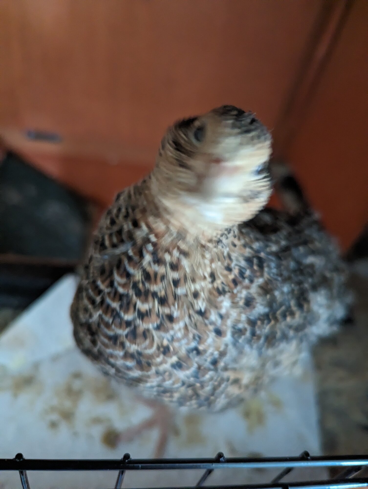 Poultry Shaming 259.jpg