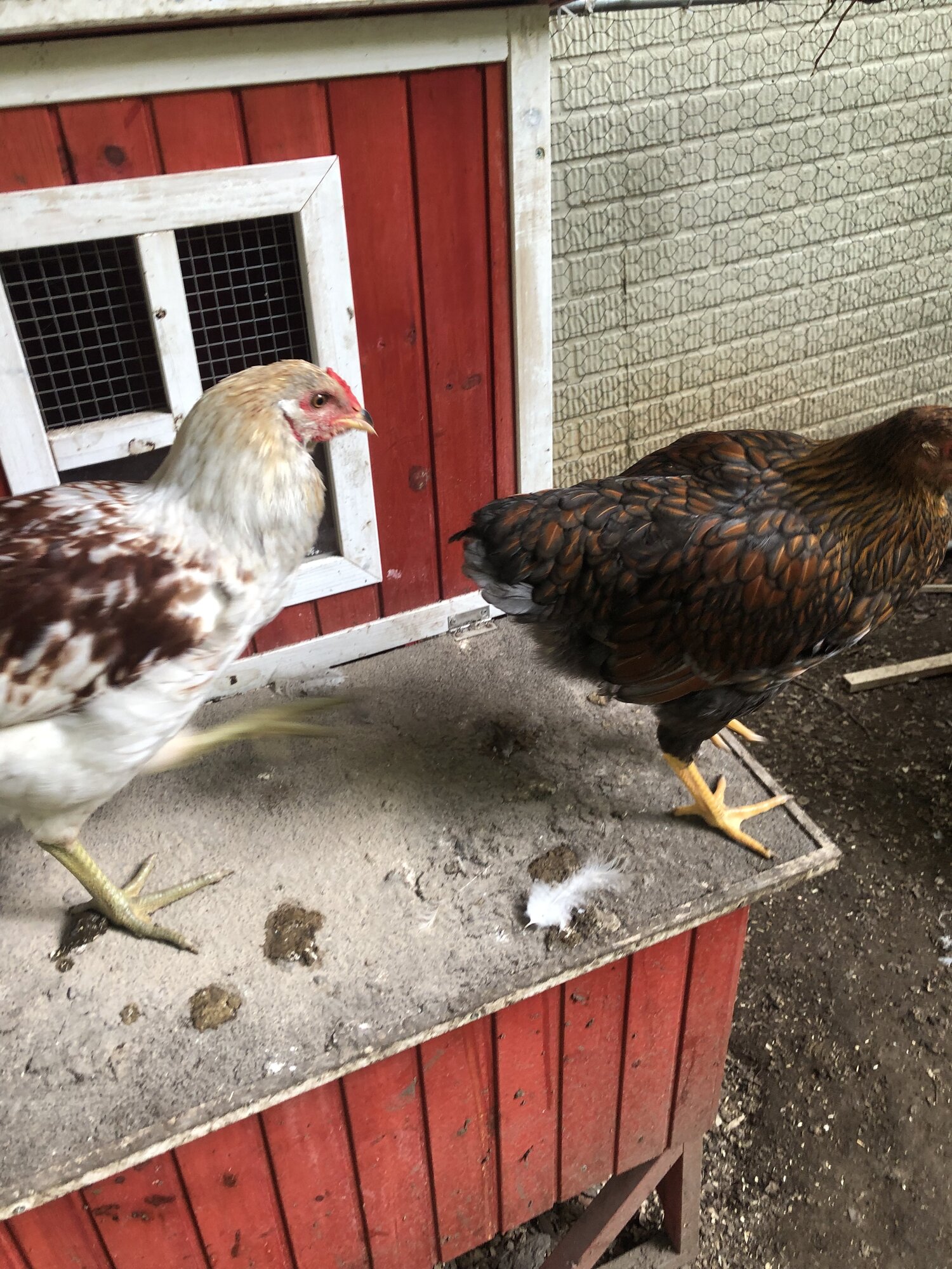 Poultry Shaming 260.jpg