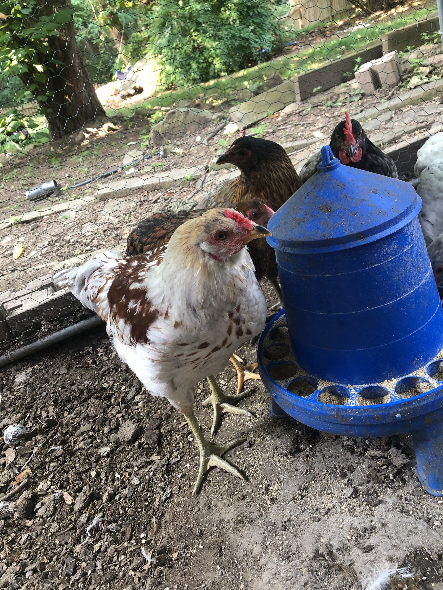 Poultry Shaming 261.jpg