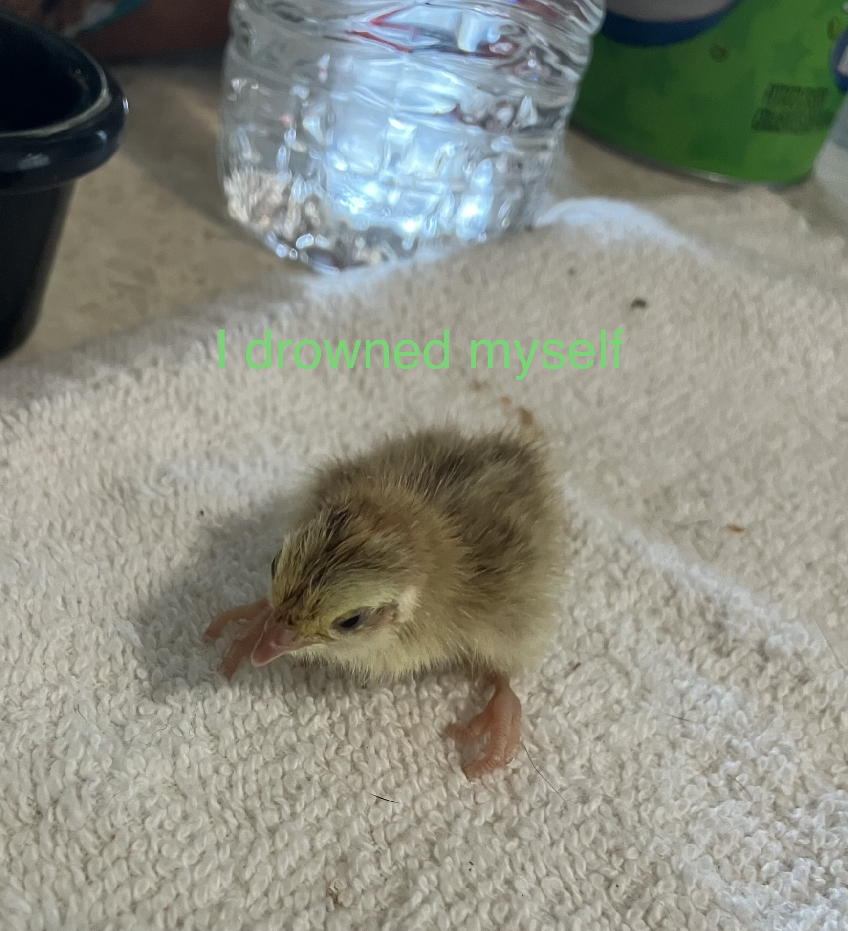 Poultry Shaming 266.jpg