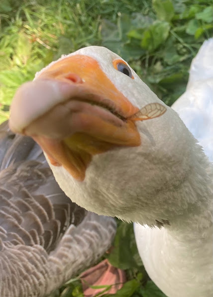 Poultry Shaming 268.jpg
