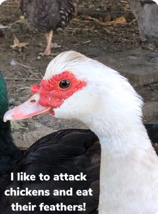 Poultry Shaming 269.png