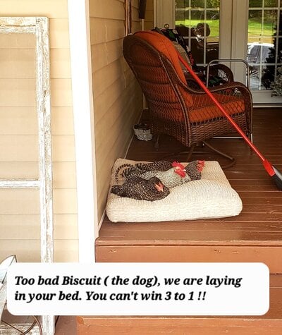 Poultry Shaming 270.jpg