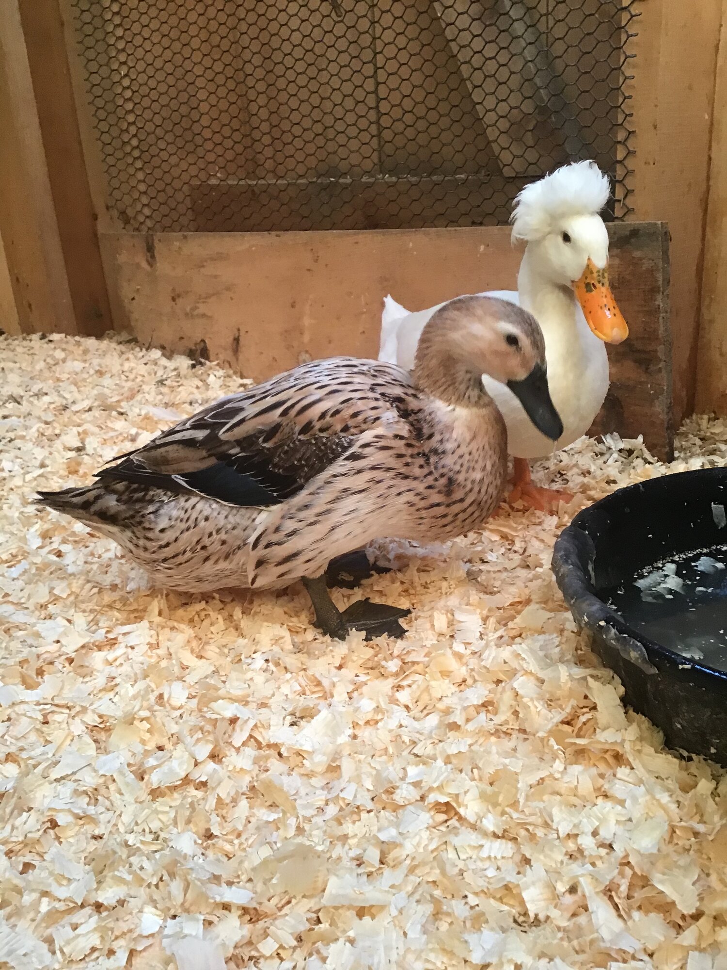 Poultry Shaming 271.jpg