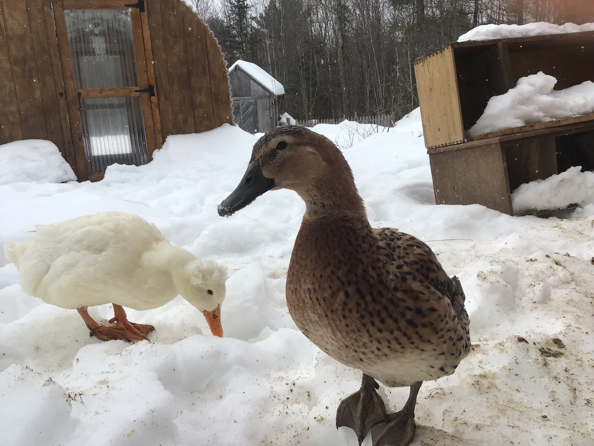 Poultry Shaming 272.jpg