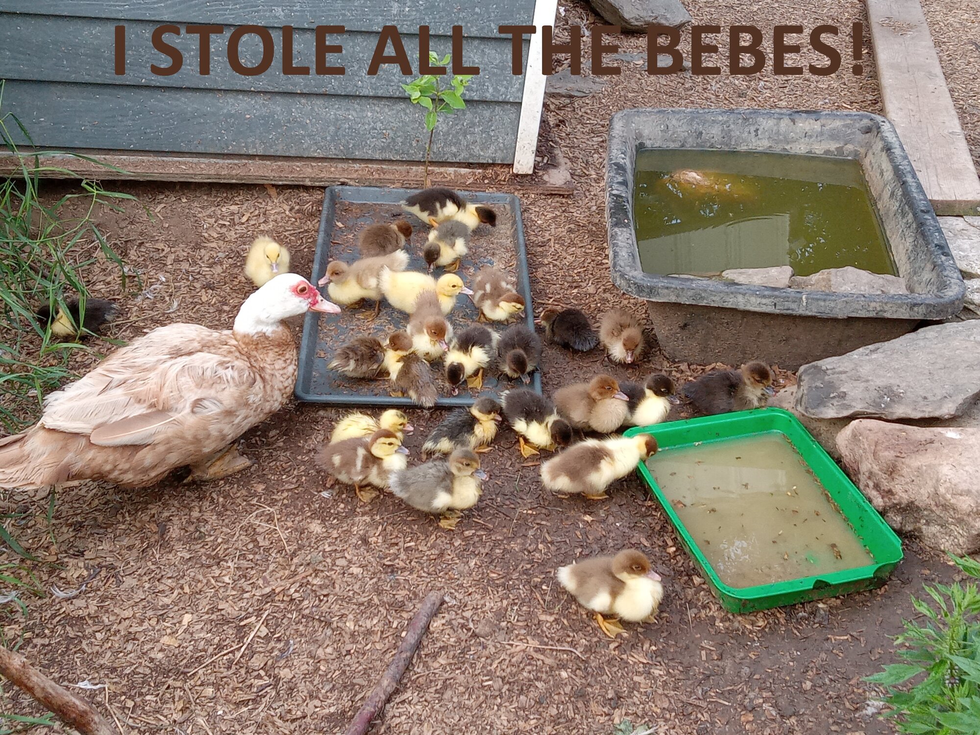 Poultry Shaming 273.jpg