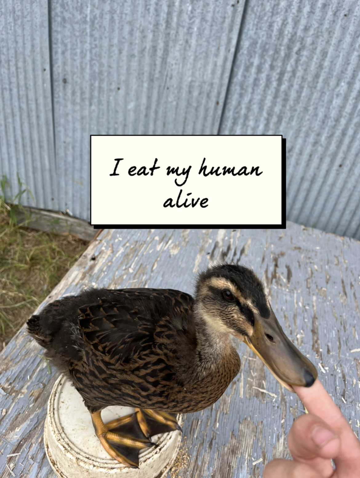 Poultry Shaming 274.jpg