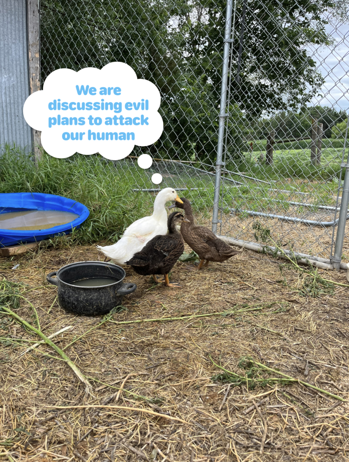 Poultry Shaming 275.jpg