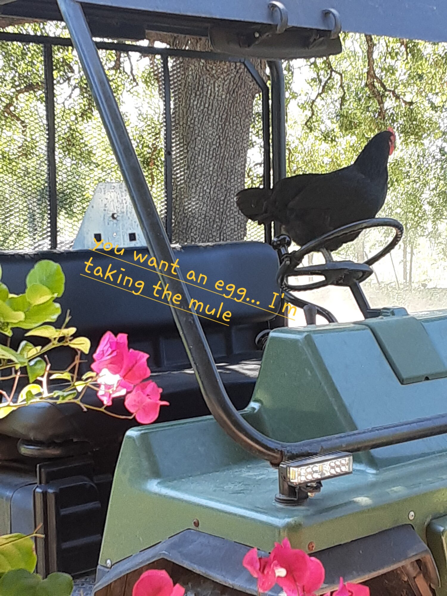 Poultry Shaming 276.jpg