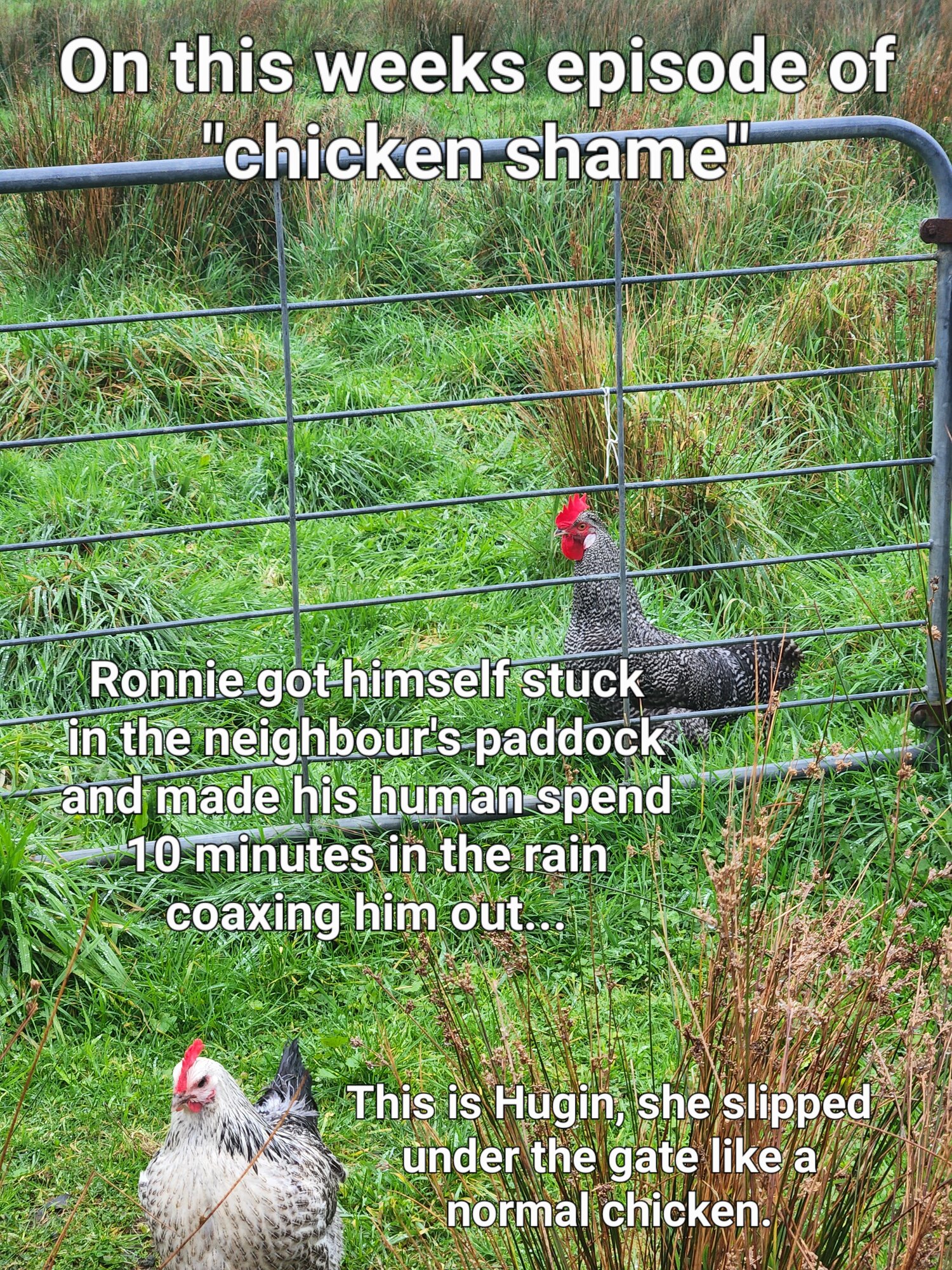 Poultry Shaming 278.jpg