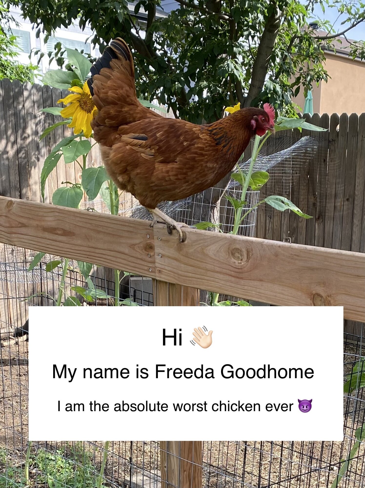 Poultry Shaming 279.jpg