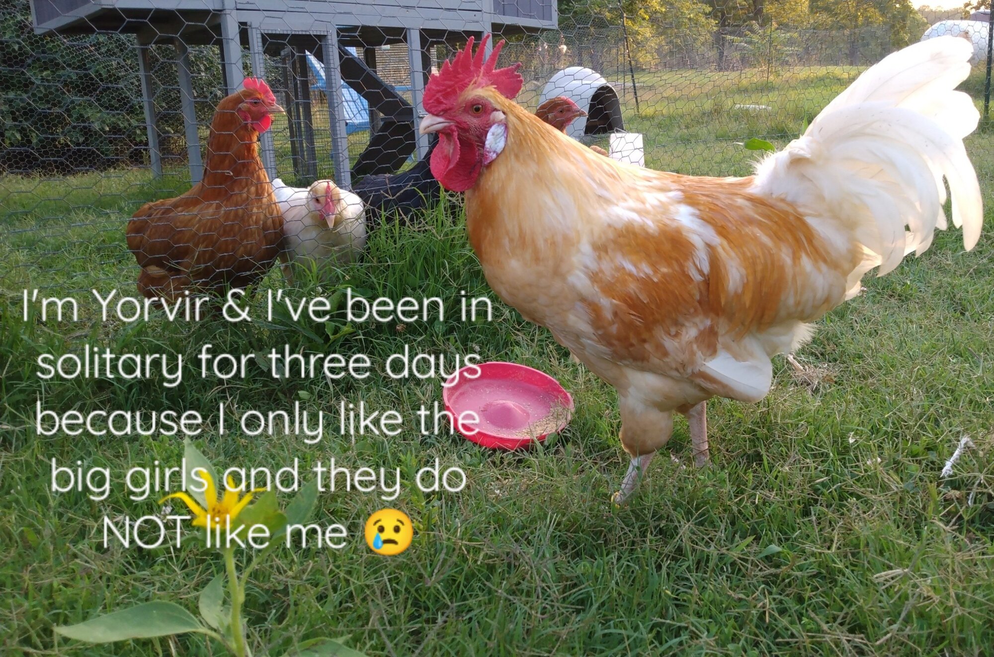 Poultry Shaming 280.jpg