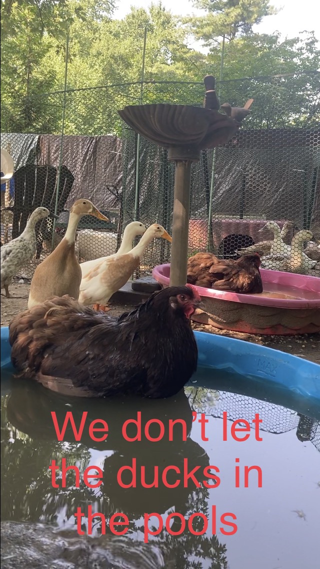 Poultry Shaming 281.jpg