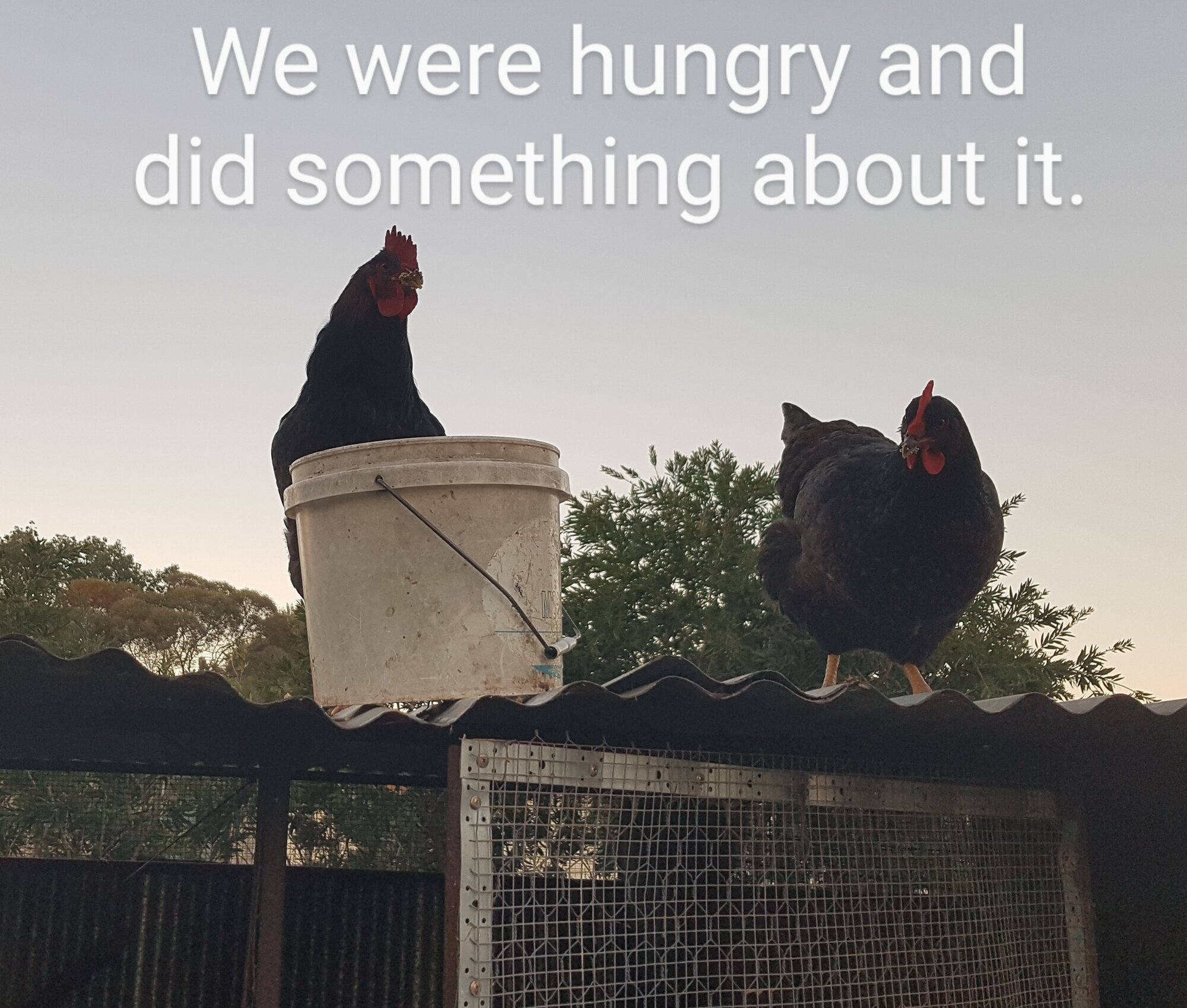 Poultry Shaming 282.jpg
