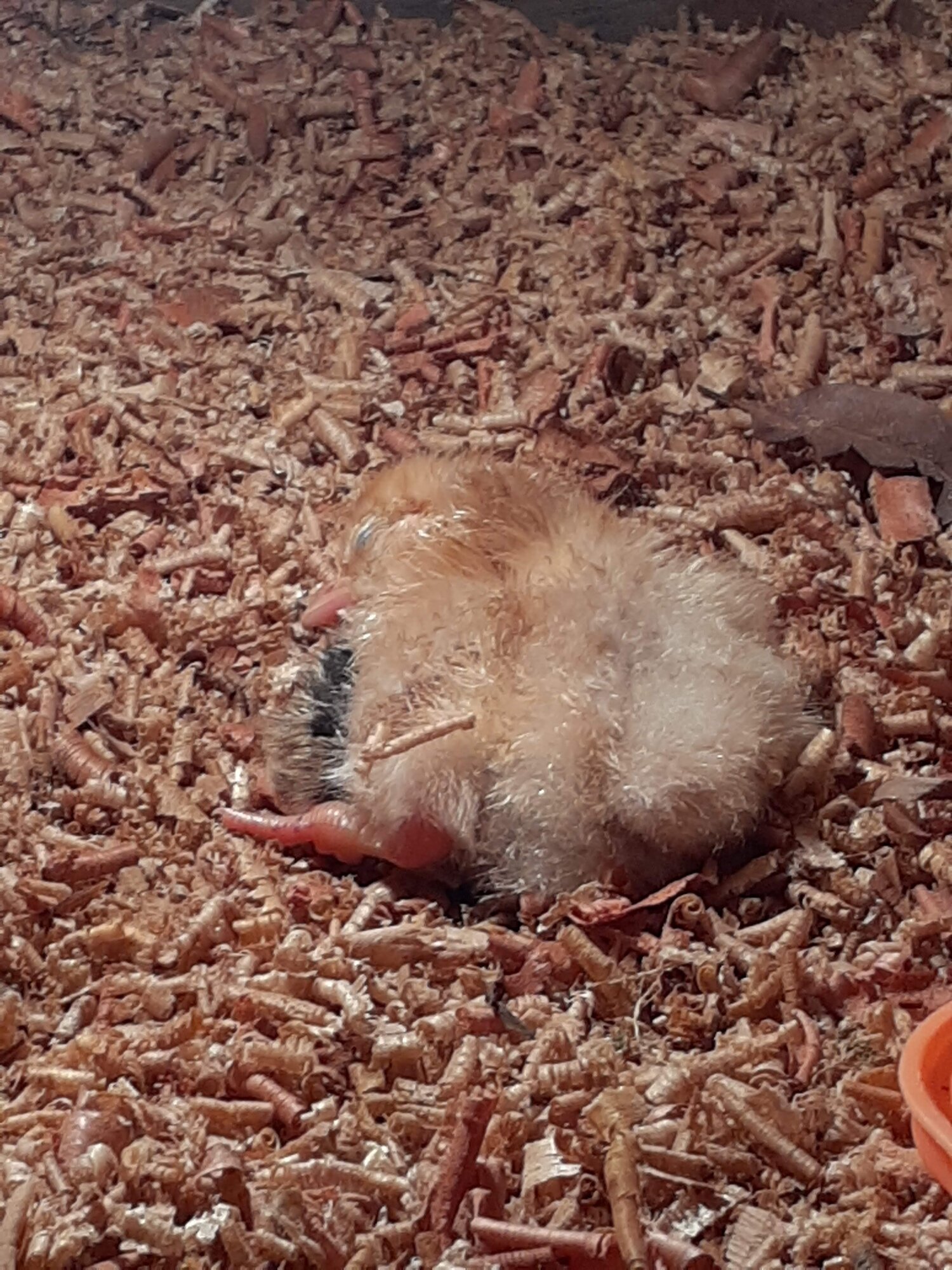 Poultry Shaming 283.jpg