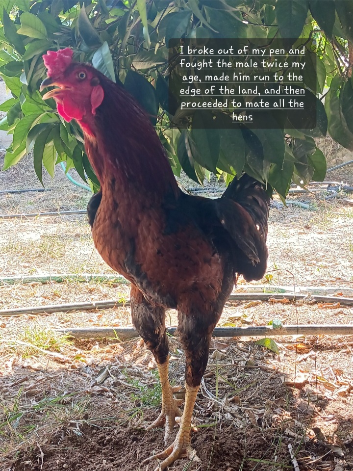 Poultry Shaming 284.jpg