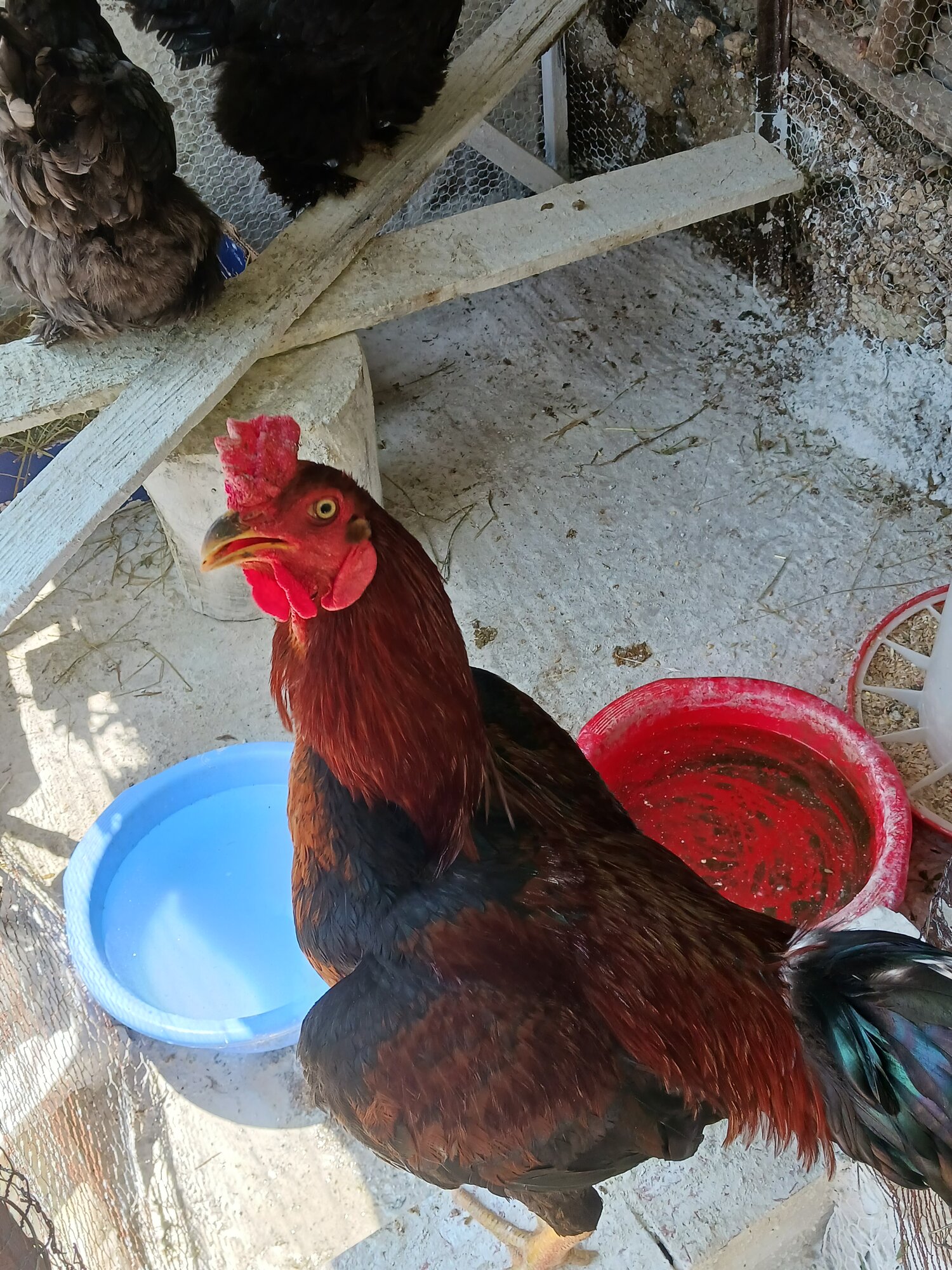 Poultry Shaming 285.jpg