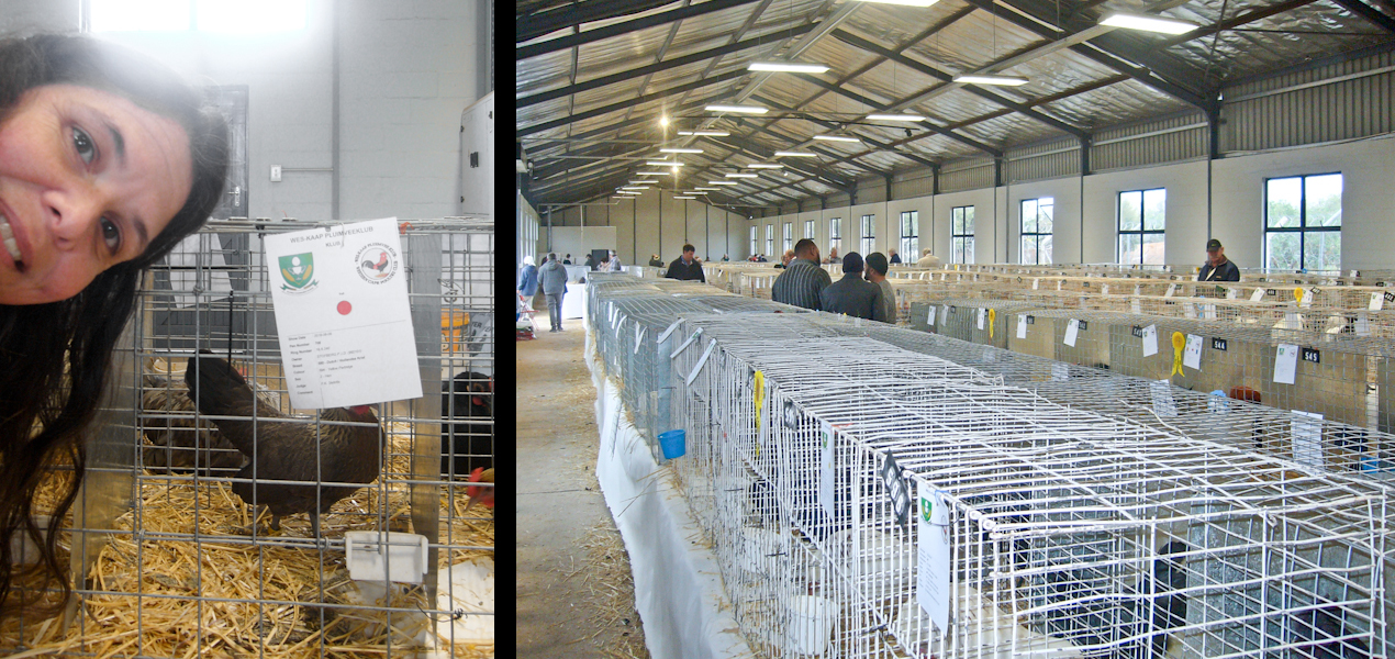 Poultry Show at Kleinplasie 2019.jpg