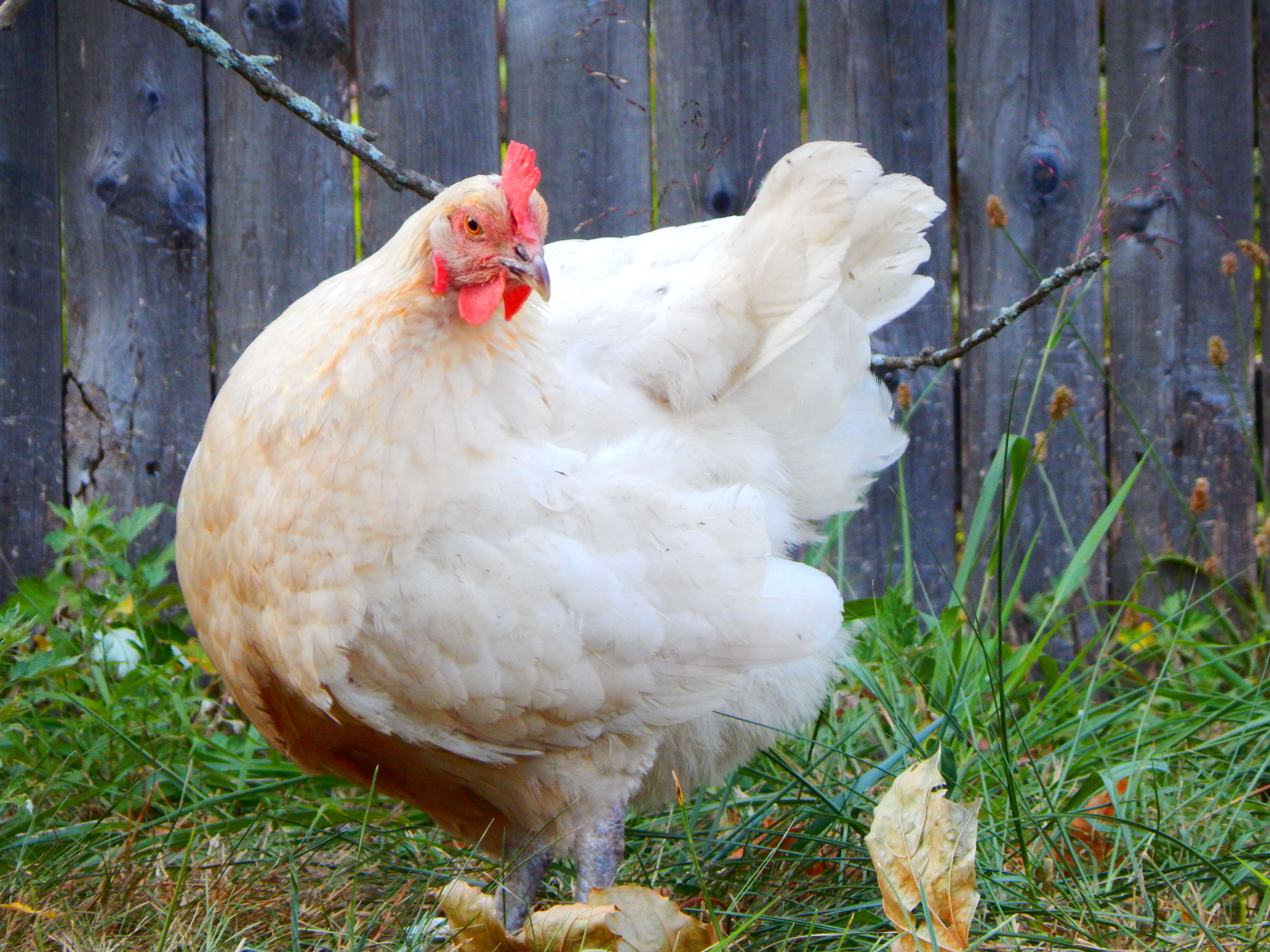 Poultrygeist AKA The White Winged Demon