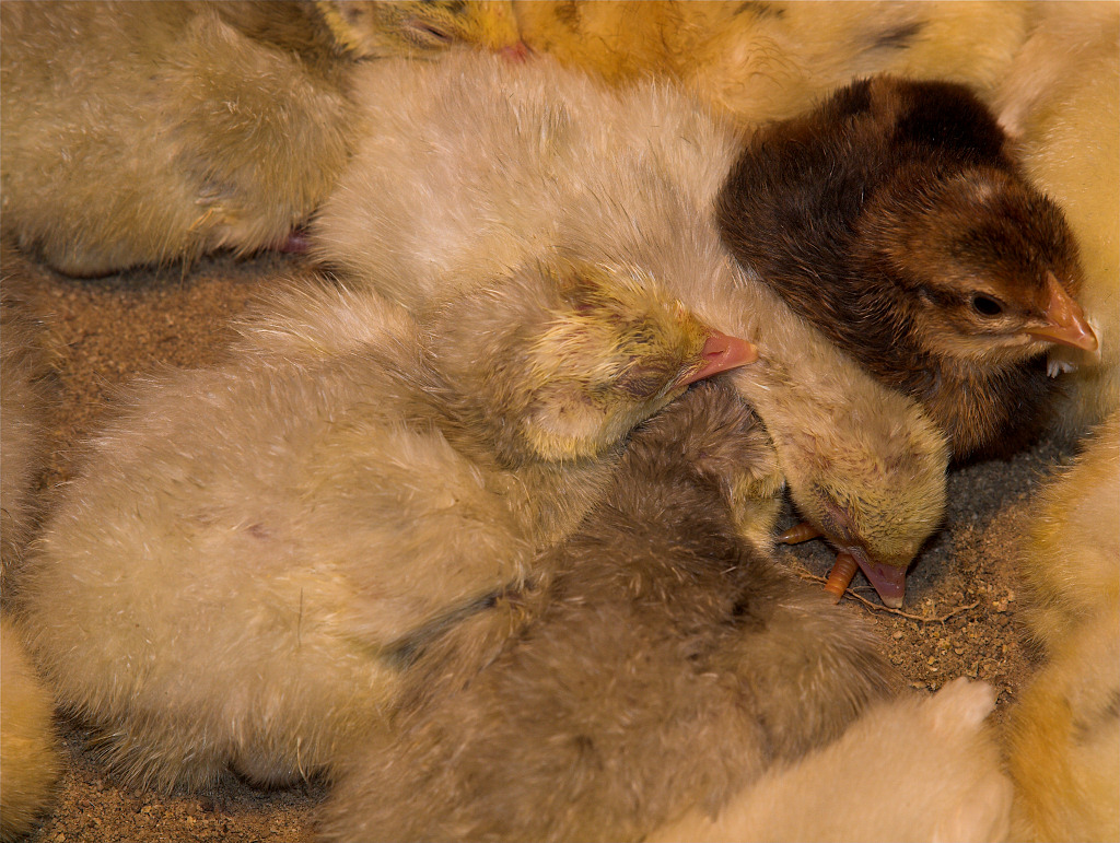 Poults and chicks